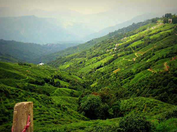 37. ഡാര്ജിലിംഗ്