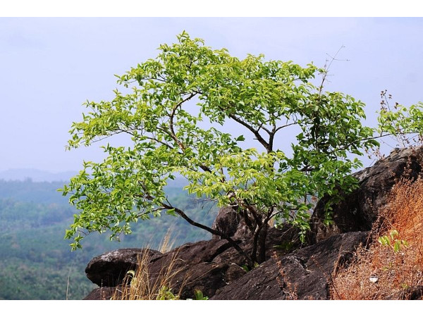 ടൂറിസം