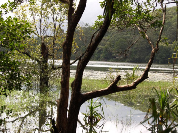 മരങ്ങൾക്കിടയിലൂടെ