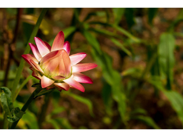 05. പുഷ്പകൃഷി