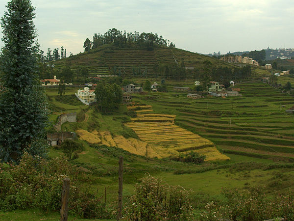 കൃഷിസ്ഥലം