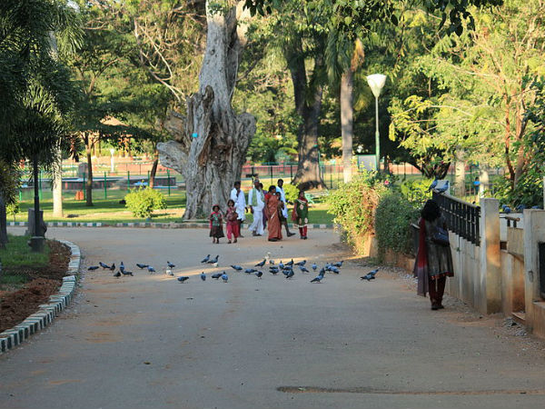 പ്രാവുകള്