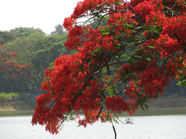 ഗുല്മോഹര്