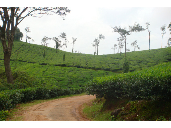 കാപ്പി വേണ്ടത്തവർക്ക്