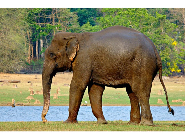 കബനി