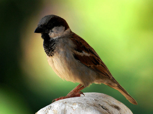 08. പക്ഷി നിരീക്ഷണം