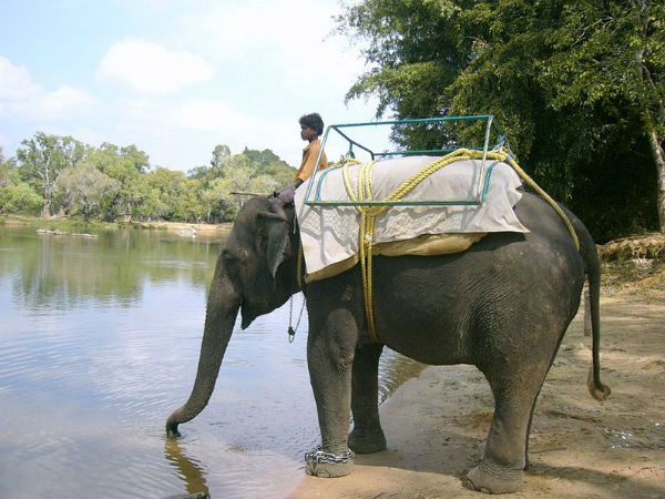 06. ദുബാരെ എലിഫന്റ് ക്യാമ്പ്
