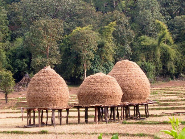 ദാണ്ഡേലി