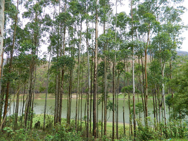 കന്നുകാലി ഫാം