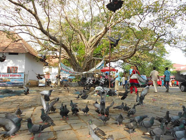 ഫോർട്ട് കൊച്ചി