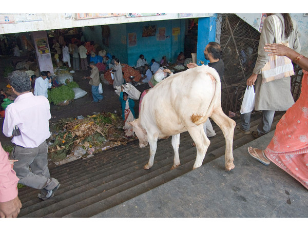 പടിയിറങ്ങുന്ന പശു