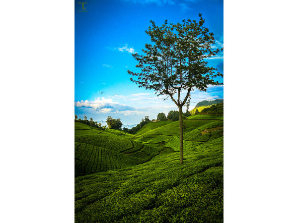 നീലഗിഗി ജില്ല