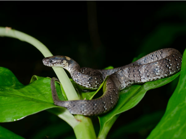 8. കട്രാജ് സ്നേക്ക് ഫാം