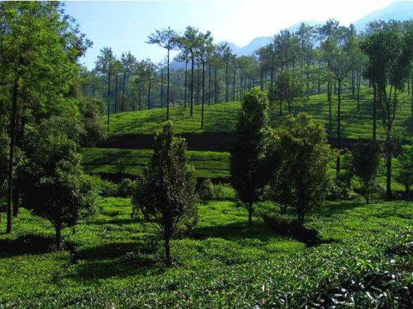 കുട്ടിക്കാനം