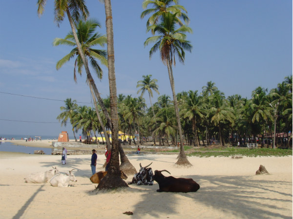 കൗ ബീച്ച് സന്ദര്ശനം
