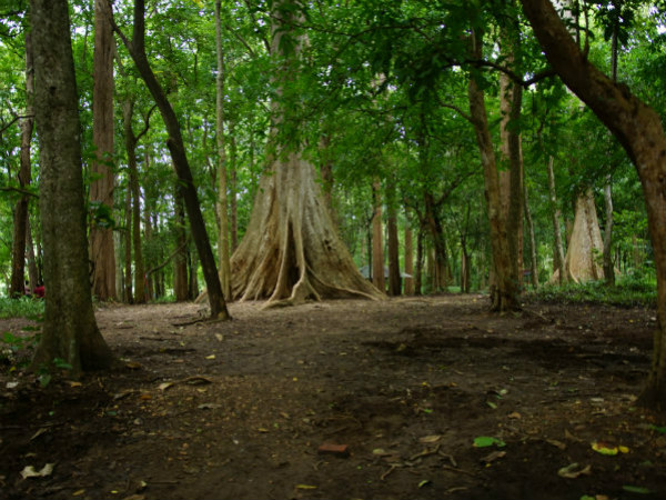 നിലമ്പൂര് തേക്ക് മ്യൂസിയം
