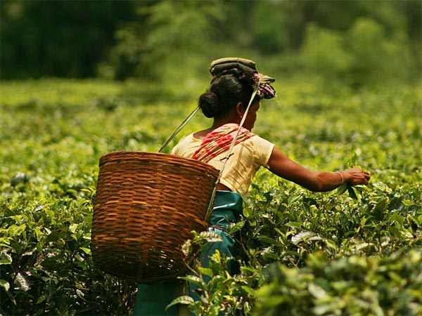 ദിപു