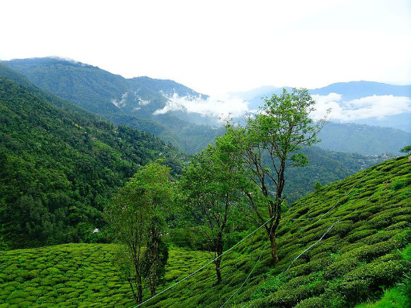 ടിന്കിടാം