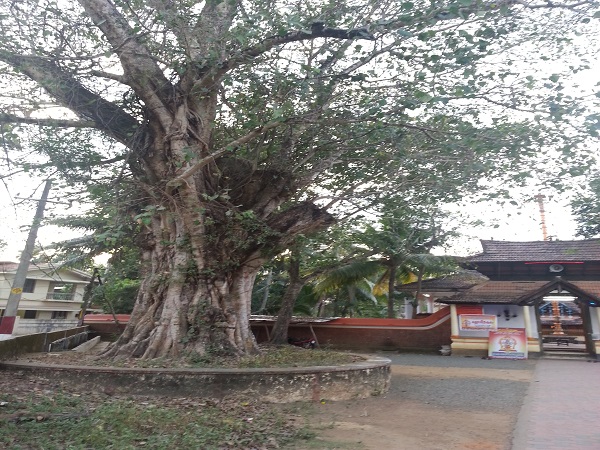 കിഴക്കെ ഗോപുരവും ആല്മരവും