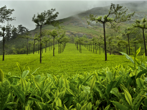 മൂന്നാര്