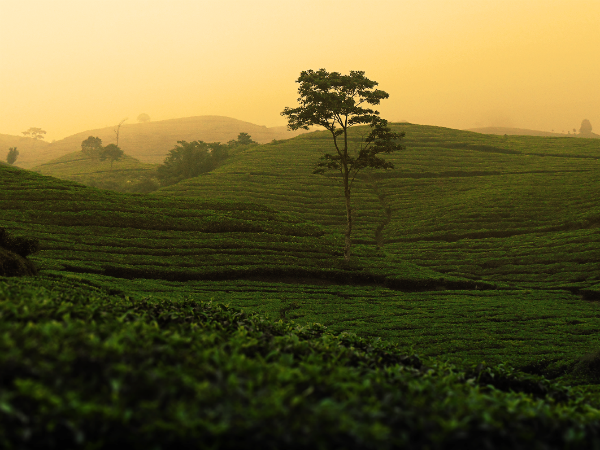 ഡാര്ജലിങ്