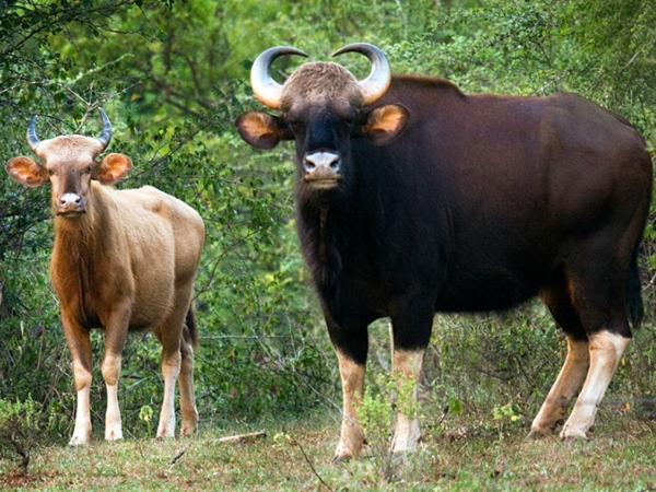 ചിന്നാര് വന്യജീവി സങ്കേതം