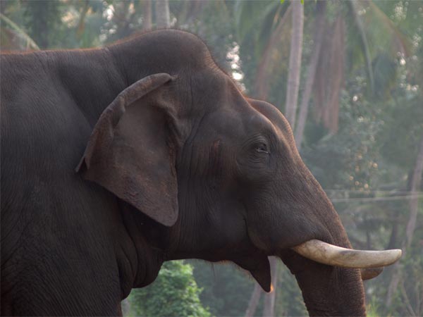 അമൃത്തി സുവോളജിക്കല് വെല്ലോര് പാര്ക്ക്