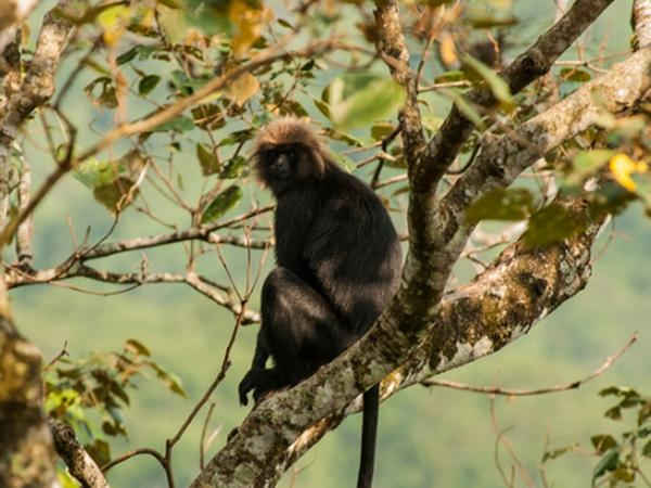 ചിന്നക്കല്ലാര് വെള്ളച്ചാട്ടം