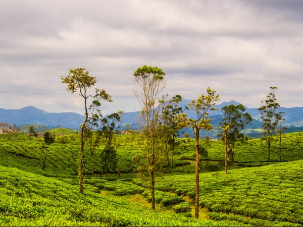 വാഴച്ചാല് ഫോറസ്റ്റ്-വാല്പ്പാറ