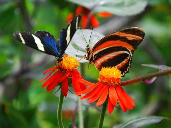 butterfly parks in india butterfly parks in india