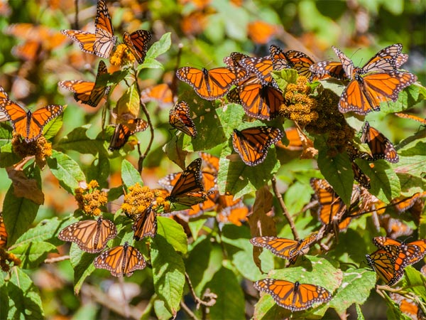butterfly parks in india butterfly parks in india