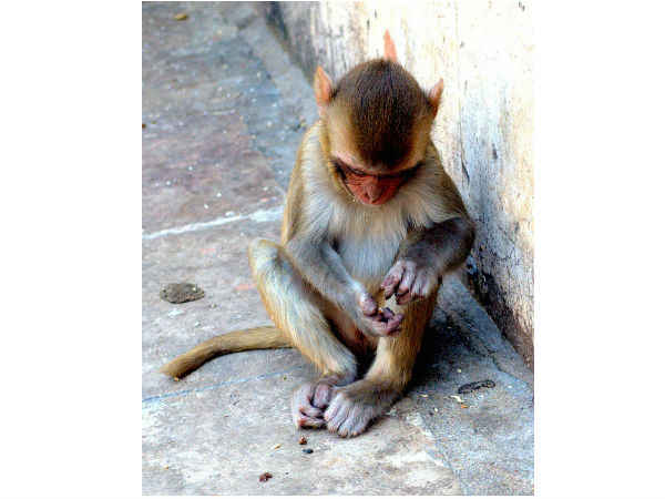 Guide to Galtaji temple at Jaipur Guide to Galtaji temple at Jaipur