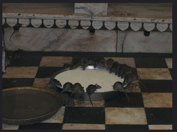 കര്നി മാതാ ക്ഷേത്രം