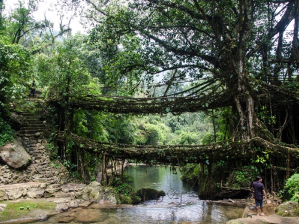 ജീവിക്കുന്ന പാലം കാണാന് മേഘാലയിലേക്ക് പോകാം