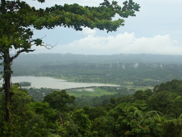 87 ശതമാനം വനം