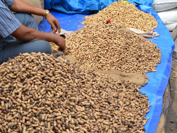 ബസവനഗുഡിയുടെ ആഘോഷം