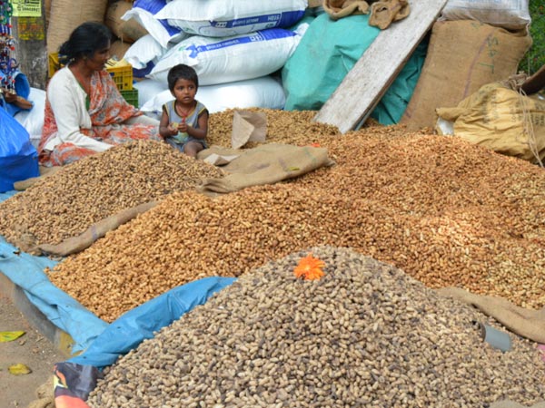നിലക്കടലകളുടെ വൈവിധ്യം