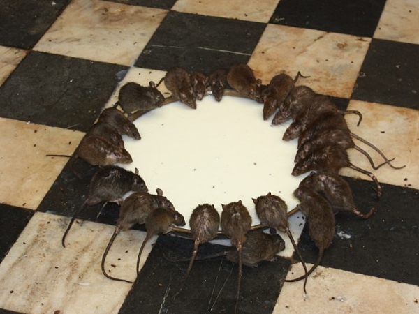 കര്നി മാതാ ക്ഷേത്രം