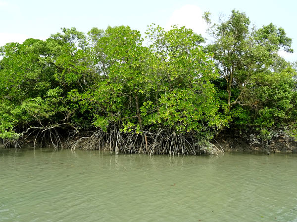 സുന്ദര്ബന്സ്