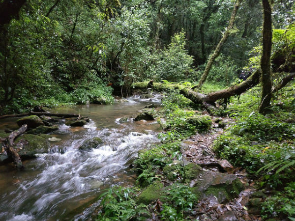 മോഫലാഗ് സേക്രഡ് ഫോറസ്റ്റ്