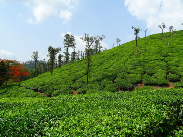 അരാക്