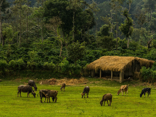 കൂര്ഗ്