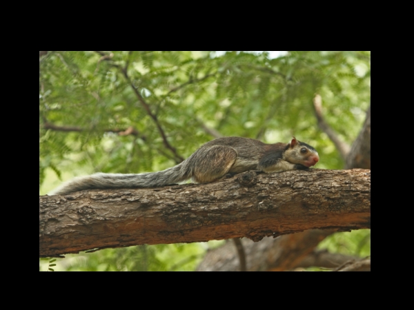 മടിയന്മാരായ അണ്ണാന്മാര്