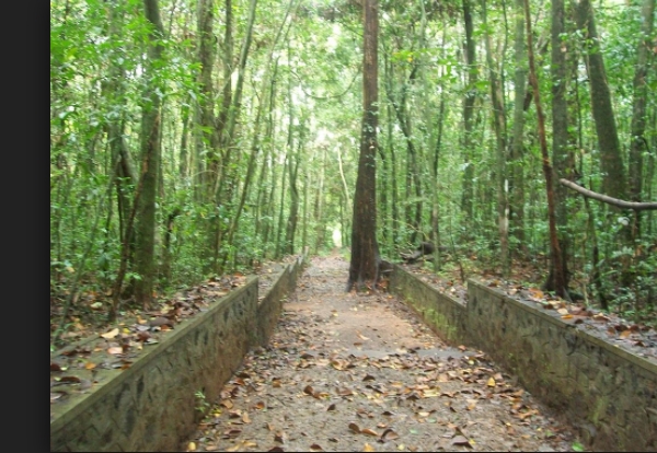 വനത്തിനുള്ളിലെ ക്ഷേത്രങ്ങള്