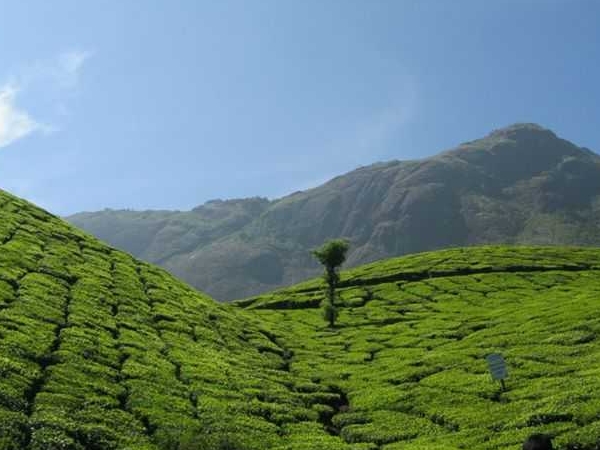 മൂന്നാറിലെ പുല്മേടുകള്