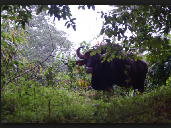 മൃഗങ്ങളെ കടന്നു പോകാം