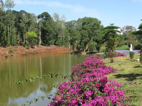 കൊള്ളി