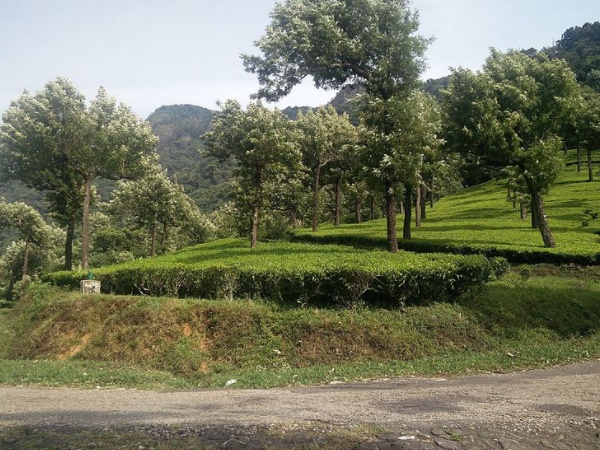മാഞ്ചോലൈ