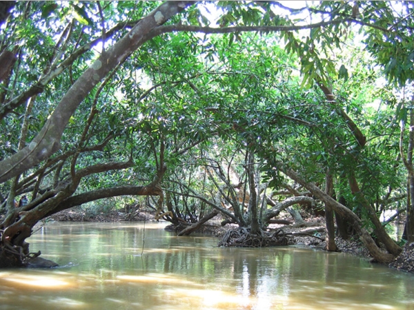 അപൂര്വ്വ സസ്യങ്ങള്