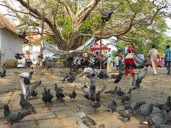 ഫോര്ട്ട് കൊച്ചി